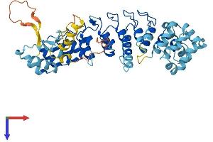 ASB10 Protein (AA 1-467) (His tag)
