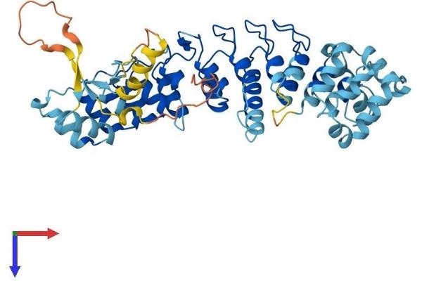 ASB10 Protein (AA 1-467) (His tag)