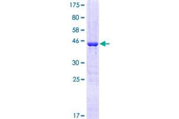 RAP1A Protein (AA 1-184) (GST tag)