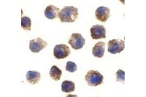 Immunohistochemistry (IHC) image for anti-Toll-Like Receptor 11 (Tlr11) (C-Term) antibody (ABIN1030741) (TLR11 Antikörper  (C-Term))