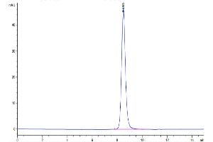 The purity of Mouse SERPINF2 is greater than 95 % as determined by SEC-HPLC.