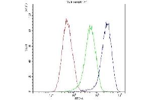 3. (Fetuin A Antikörper  (N-Term))