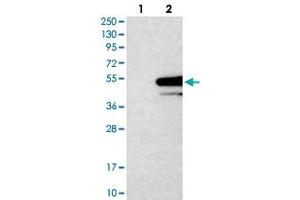 Western blot analysis of HEK293T cell lysate using STX5 polyclonal antibody .