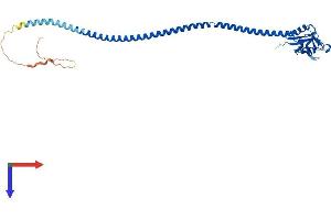 CD207 Protein (AA 1-331) (His tag)