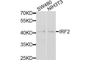 Western blot analysis of extracts of various cell lines, using IRF2 antibody. (IRF2 Antikörper)