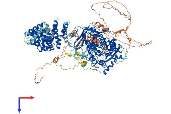 AGTPBP1 Protein (AA 1-1218) (His tag)