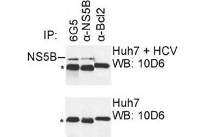 IP was carried out with NS5B specific mAb 6G5 using the lysates of Huh7 cells harboring selectable subgenomic HCV RNA replicon (upper panel) or plain Huh7 cells (lower panel).