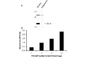 Transcription factor activity assay of Oct4 from nuclear extracts of P19 cells.