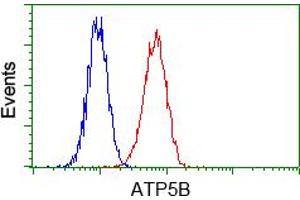 Image no. 2 for anti-ATP Synthase, H+ Transporting, Mitochondrial F1 Complex, beta Polypeptide (ATP5B) antibody (ABIN1496767) (ATP5B Antikörper)