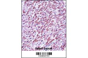 SMAD3 Antibody immunohistochemistry analysis in formalin fixed and paraffin embedded human heart tissue followed by peroxidase conjugation of the secondary antibody and DAB staining. (SMAD3 Antikörper  (AA 127-156))
