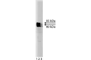 Western Blotting (WB) image for anti-Kinesin Family Member 3A (KIF3A) (AA 563-671) antibody (ABIN968567)