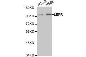Western Blotting (WB) image for anti-Leptin Receptor (LEPR) antibody (ABIN1873534)