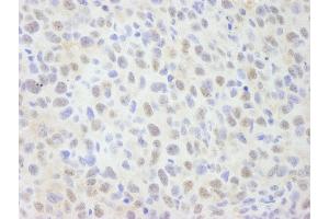 Immunohistochemistry (IHC) image for anti-SNW Domain Containing 1 (SNW1) (AA 450-500) antibody (ABIN7448684) (SNW1 Antikörper  (AA 450-500))