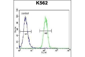 Flow cytometric analysis of K562 cells (right histogram) compared to a negative control cell (left histogram). (FOXI3 Antikörper  (AA 157-186))