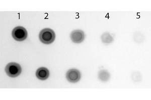 Dot Blot of Sheep anti-Cyanine Antibody Alkaline Phosphatase Conjugated. (Cyanine Antikörper  (Alkaline Phosphatase (AP)))
