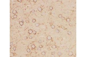 IHC-F staining of mouse brain tissue