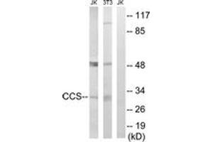 Western blot analysis of extracts from NIH-3T3/Jurkat cells, using CCS Antibody. (Superoxide dismutase copper chaperone Antikörper  (AA 225-274))