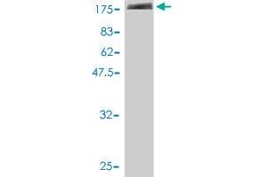 Western Blotting (WB) image for anti-Leukocyte Immunoglobulin-Like Receptor, Subfamily B (With TM and ITIM Domains), Member 1 (LILRB1) (AA 18-650) antibody (ABIN564718)