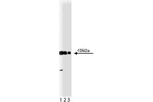 Western blot analysis of Crk on a HeLa lysate. (Crk Antikörper  (AA 102-304))