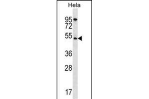 Western Blotting (WB) image for anti-V-Akt Murine Thymoma Viral Oncogene Homolog 1 (AKT1) (AA 115-144), (N-Term) antibody (ABIN391212)