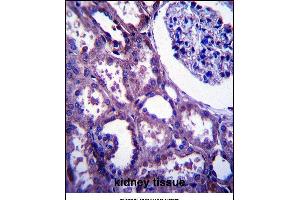 E Antibody (C-term) (ABIN657504 and ABIN2846529) immunohistochemistry analysis in formalin fixed and paraffin embedded human kidney tissue followed by peroxidase conjugation of the secondary antibody and DAB staining. (EMP2 Antikörper  (C-Term))