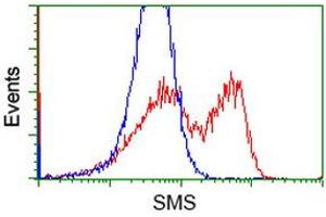 Image no. 5 for anti-Spermine Synthase, SMS (SMS) antibody (ABIN1501092) (SMS Antikörper)