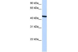 ZCCHC3 antibody used at 0. (ZCCHC3 Antikörper  (Middle Region))