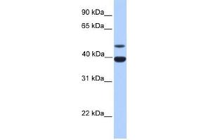 Inhibin Alpha antibody used at 1 ug/ml to detect target protein. (Inhibin alpha Antikörper  (N-Term))