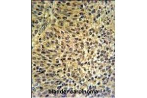 Immunohistochemistry (Paraffin-embedded Sections) (IHC (p)) image for anti-Fucosyltransferase 6 (Alpha (1,3) Fucosyltransferase) (FUT6) (AA 102-130) antibody (ABIN651118)