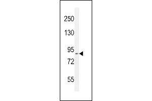 DDX11 Antibody (Center) (ABIN654411 and ABIN2844149) western blot analysis in mouse Neuro-2a cell line lysates (35 μg/lane). (DDX11 Antikörper  (AA 656-683))