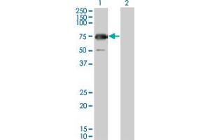Western Blot analysis of GYG2 expression in transfected 293T cell line by GYG2 monoclonal antibody (M04), clone 3D10. (Glycogenin 2 Antikörper  (AA 392-501))