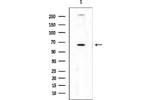 anti-Nephronectin (NPNT) antibody