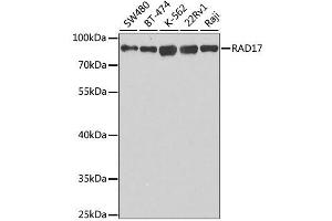 Western blot analysis of extracts of various cell lines, using RAD17 antibody. (RAD17 Antikörper  (AA 391-670))