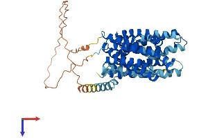 SLC16A4 Protein (AA 1-487) (His tag)