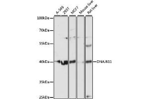 Western blot analysis of extracts of various cell lines, using DN antibody (ABIN6127810, ABIN6139703, ABIN6139704 and ABIN6216724) at 1:3000 dilution. (DNAJB11 Antikörper  (AA 89-358))