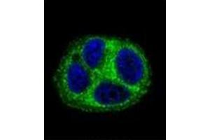 Confocal immunofluorescent analysis of QTRTD1 Antibody (C-term) Cat. (QTRTD1 Antikörper  (C-Term))