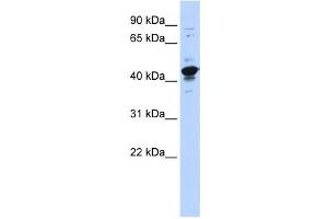 Western Blotting (WB) image for anti-RNA Binding Motif Protein, X-Linked-Like 2 (RBMXL2) antibody (ABIN2458530) (RBMXL2 Antikörper)