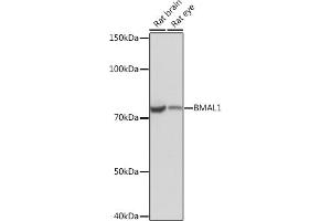 Western blot analysis of extracts of various cell lines, using BM Rabbit mAb (ABIN1682539, ABIN3019161, ABIN3019162 and ABIN7101726) at 1:1000 dilution. (ARNTL Antikörper)