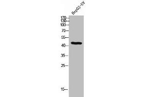 Western Blot analysis of HEPG2-UV cells using BMP-2 Polyclonal Antibody (BMP2 Antikörper  (C-Term))