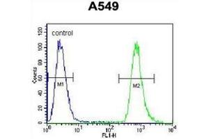 Flow cytometric analysis of A549 cells using NEU2 Antibody (N-term) Cat. (NEU2 Antikörper  (N-Term))