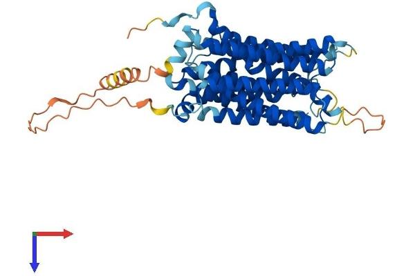 SLC29A2 Protein (AA 1-456) (His tag)