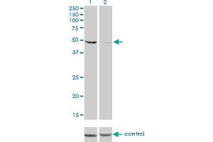 Western Blotting (WB) image for anti-DEAD (Asp-Glu-Ala-Asp) Box Polypeptide 6 (DDX6) (AA 1-483) antibody (ABIN560590)