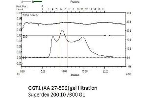 Size-exclusion chromatography-High Pressure Liquid Chromatography (SEC-HPLC) image for gamma Glutamyltransferase 1 (GGT1) (AA 27-569) protein (His tag) (ABIN3113071)