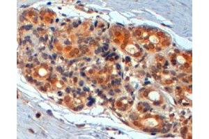 ABIN2560784 (2µg/ml) staining of paraffin embedded Human Breast. (WNT3 Antikörper  (Internal Region))