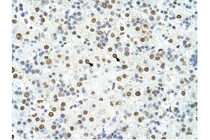HNRPA3 antibody was used for immunohistochemistry at a concentration of 4-8 ug/ml to stain Hepatocytes (arrows) in Human Liver. (HNRNPA3 Antikörper  (N-Term))