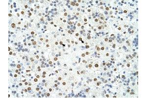 HNRPA3 antibody was used for immunohistochemistry at a concentration of 4-8 ug/ml to stain Hepatocytes (arrows) in Human Liver. (HNRNPA3 Antikörper  (N-Term))