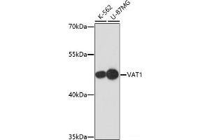 Western blot analysis of extracts of various cell lines using VAT1 Polyclonal Antibody at dilution of 1:1000. (VAT1 Antikörper)