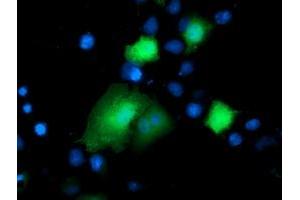 Immunofluorescence (IF) image for anti-Deoxythymidylate Kinase (Thymidylate Kinase) (DTYMK) antibody (ABIN1497919) (DTYMK Antikörper)