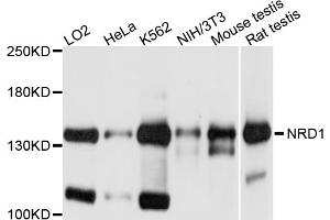 Western blot analysis of extracts of various cell lines, using NRD1 antibody. (NRD1 Antikörper)