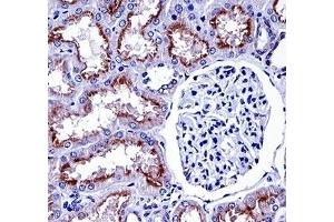 NOX4 antibody immunohistochemistry analysis in formalin fixed and paraffin embedded human kidney tissue. (NADPH Oxidase 4 Antikörper  (AA 124-153))